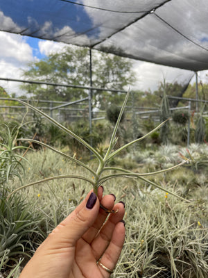 Tillandsia crocata