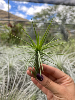 Tillandsia araujei