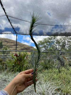 Tillandsia araujei