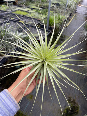 Tillandsia espinosae (large form)