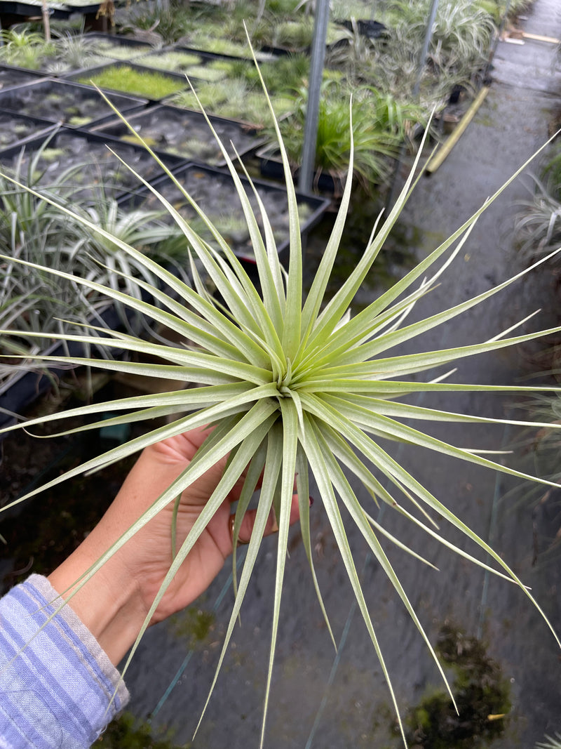 Tillandsia espinosae (large form)