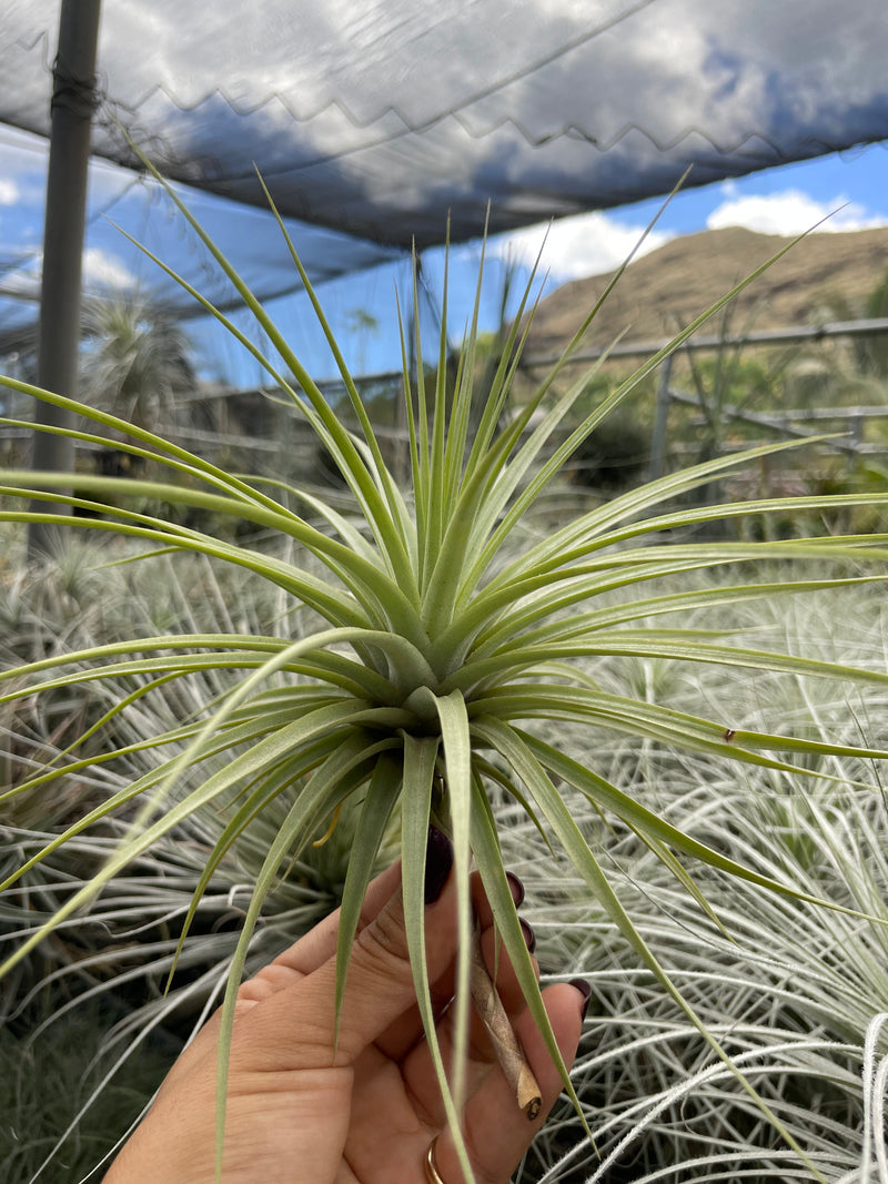 Tillandsia espinosae (large form)