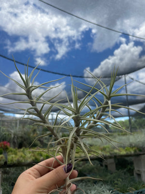 Tillandsia Diaguitensis