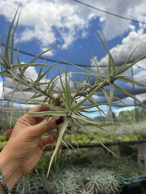 Tillandsia Diaguitensis