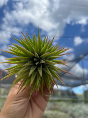 Ionantha Apretado BRT