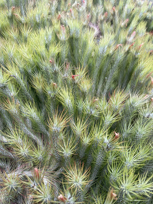 Funkiana closed form