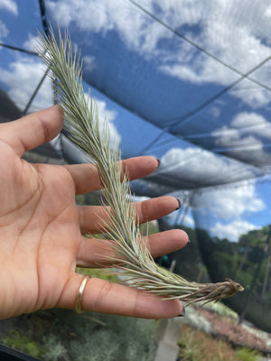 Funkiana closed form