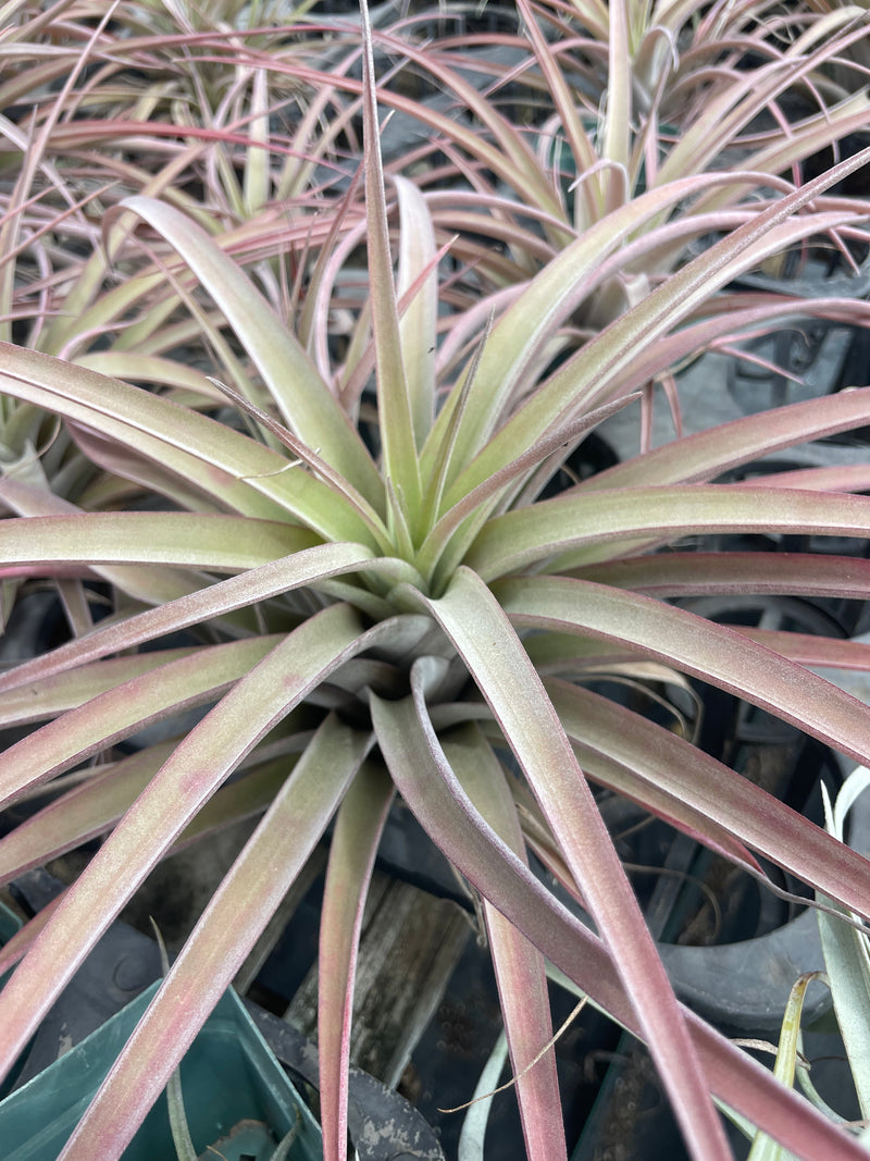Tillandsia Riohondoensis AKA Rio Hondo