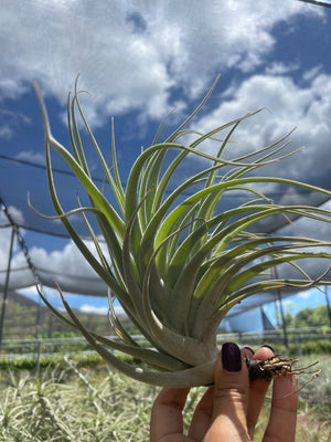 Large Subsecundifolia