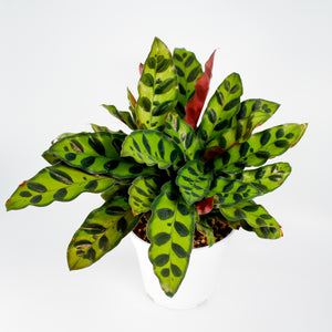 Prayer Plant Calathea Lancifolia
