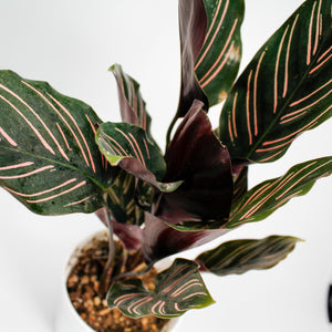 Prayer Plant Calathea Ornata