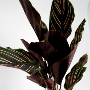 Prayer Plant Calathea Ornata