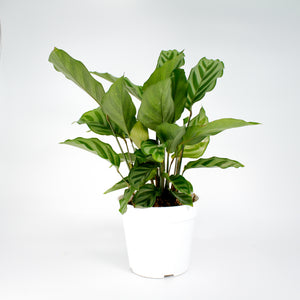 Prayer Plant Calathia Freddy
