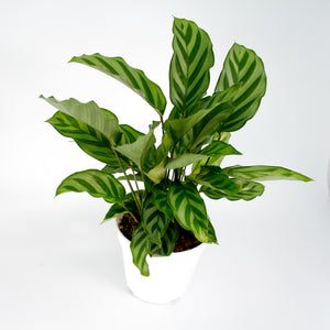 Prayer Plant Calathia Freddy