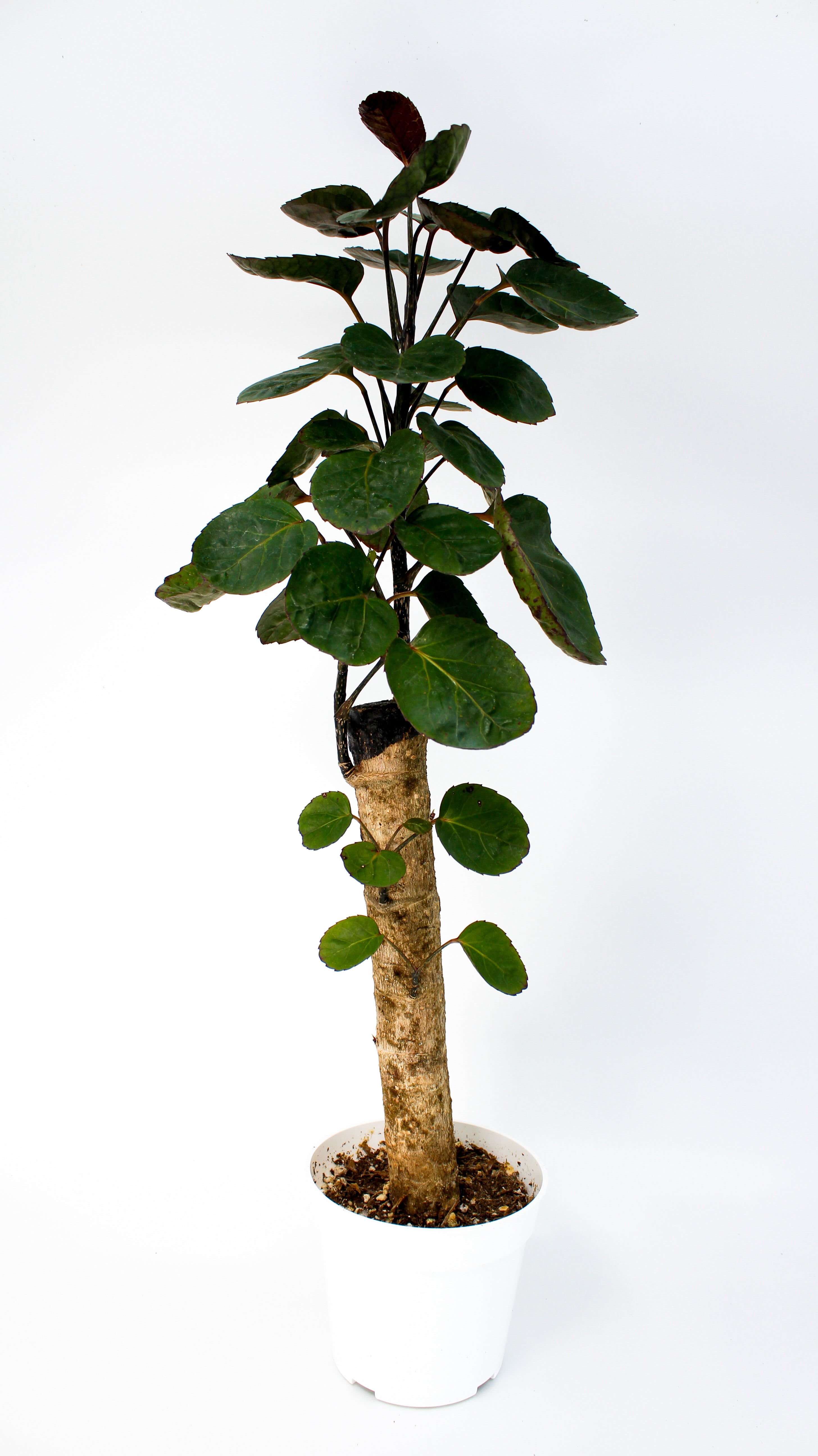 Tropical Plant Aralia Fabian – Lyra Gardens