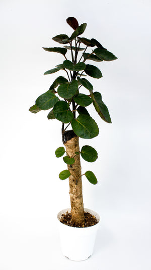 Tropical Plant Aralia Fabian