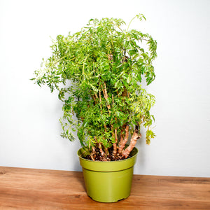 Tropical Plant Aralia Ming