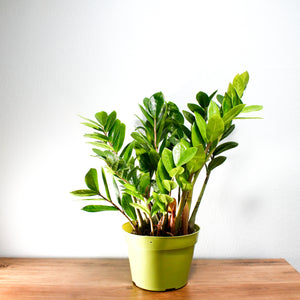 ZZ Plant Zamioculcus Zamiifolia