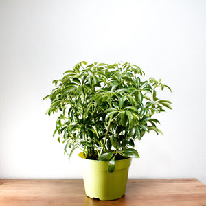 House Plant Shefflera Arboricola
