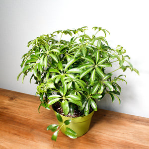 House Plant Shefflera Arboricola