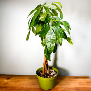 Money Tree Pachira Aquatica