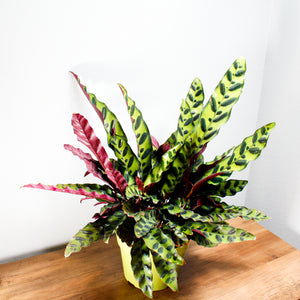 Prayer Plant Calathea Lancifolia