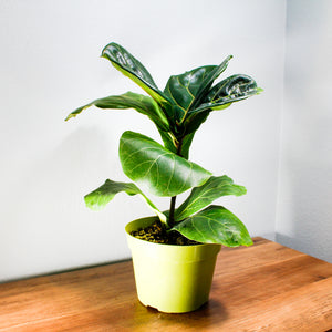 Fiddle Leaf Fig Fycus Lyrata