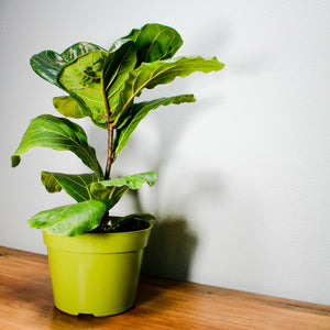 Fiddle Leaf Fig Fycus Lyrata