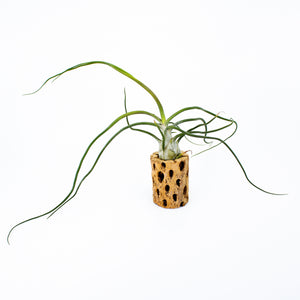 Bulbosa Belize