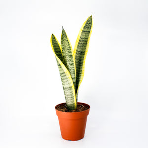 Snake Plant Sansevieria Laurenti