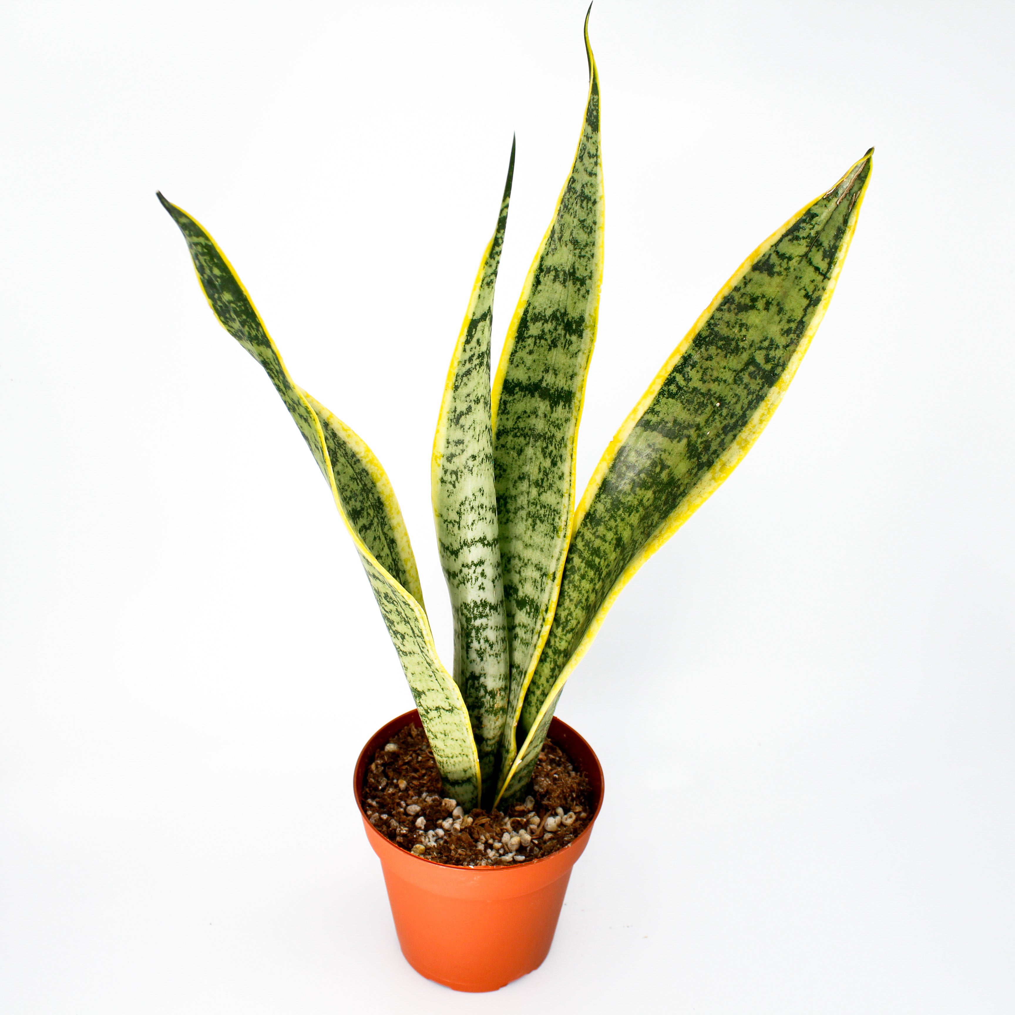 Snake Plant Sansevieria Laurenti – Lyra Gardens
