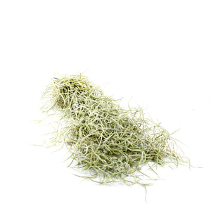 Spanish Moss - Thick Form