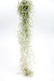 Spanish Moss - Thick Form