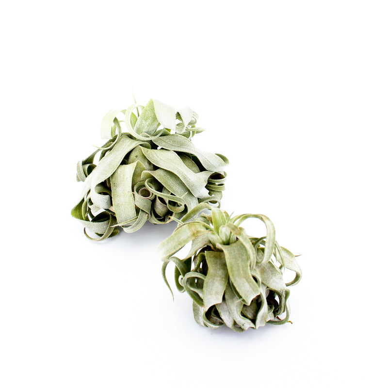 Streptophylla