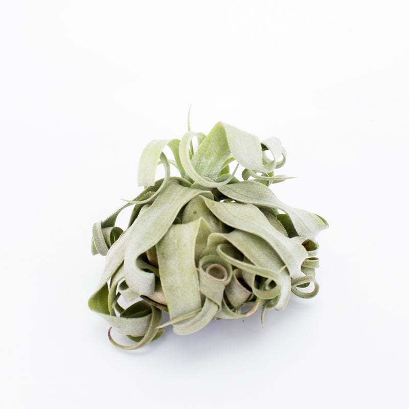 Streptophylla