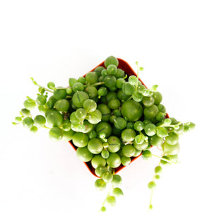 String Of Pearls