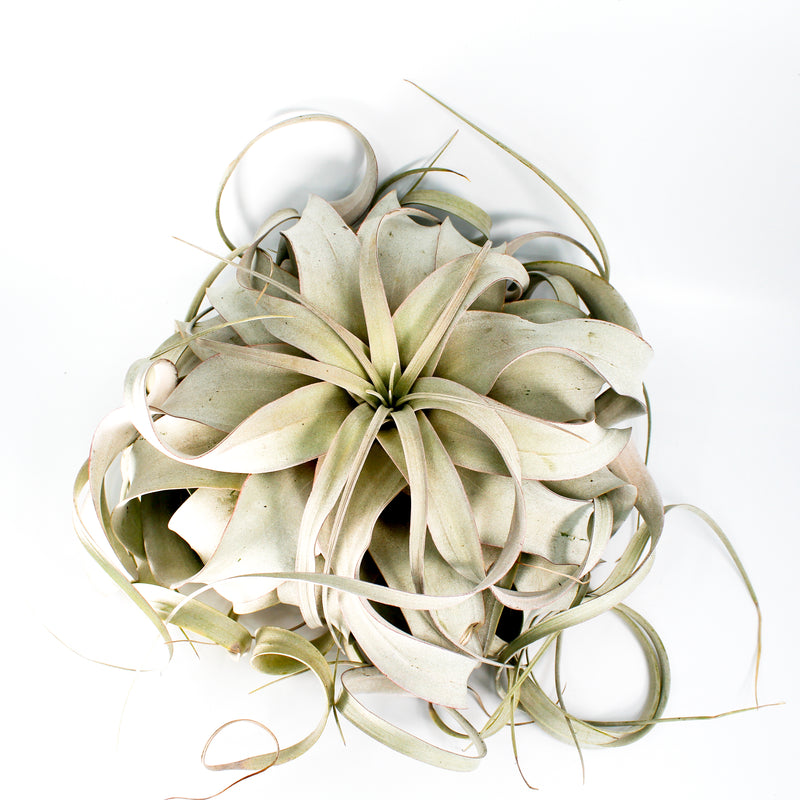 Xerographica