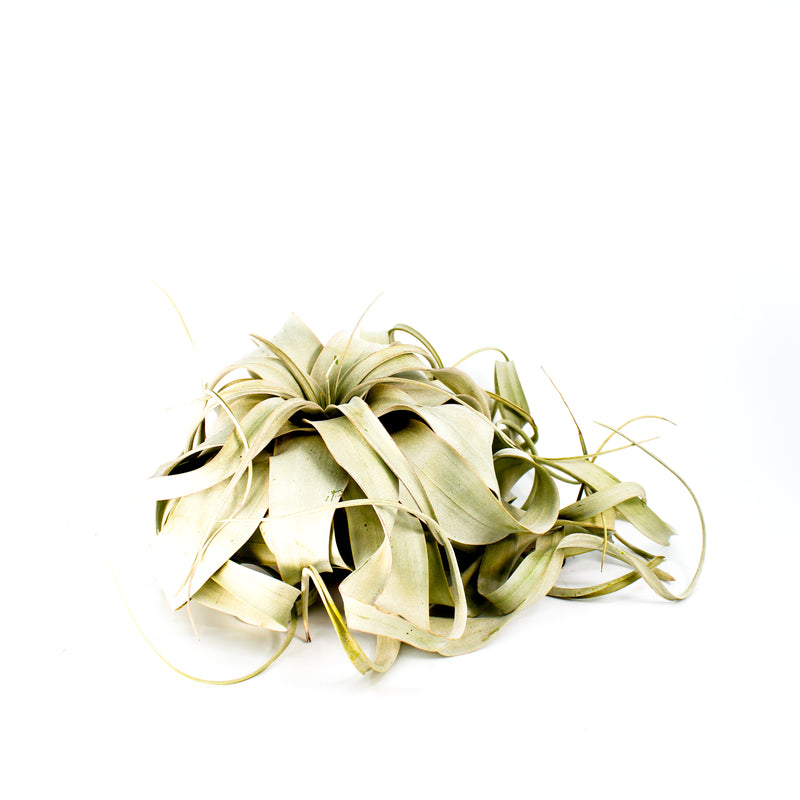 Xerographica