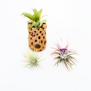Air Plant Collection - Beginner (3 Pack)