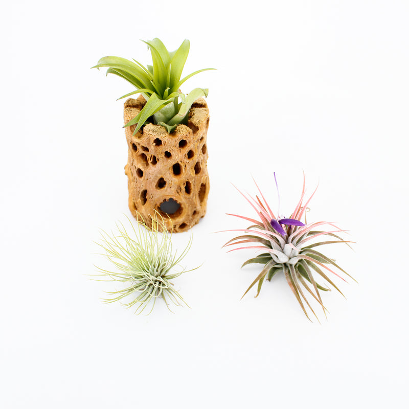Air Plant Collection - Beginner (3 Pack)