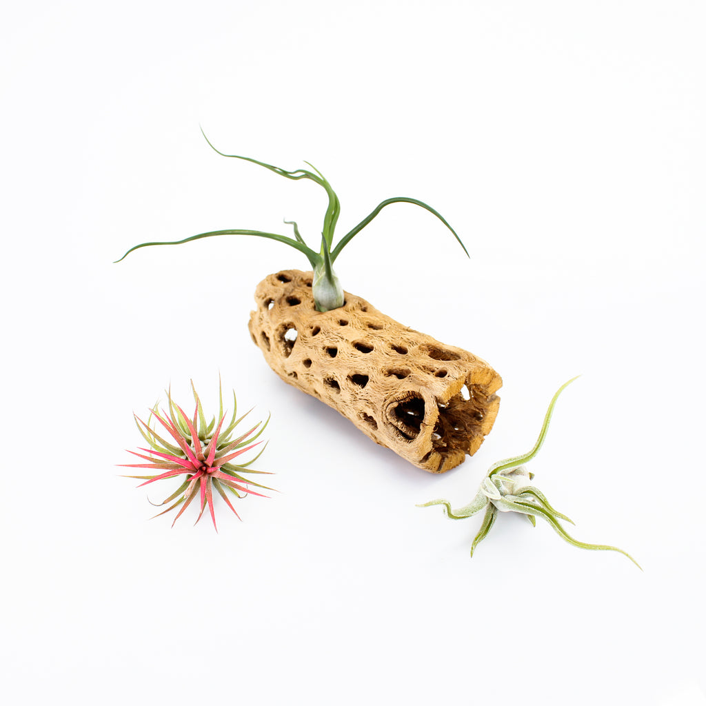 Air Plant Collection - Beginner (3 Pack)