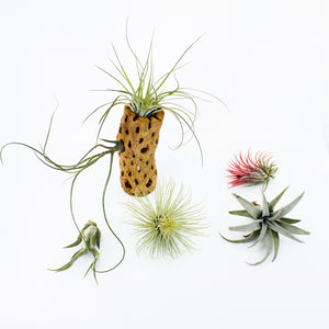 Air Plant Collection - Premium (6 Pack)
