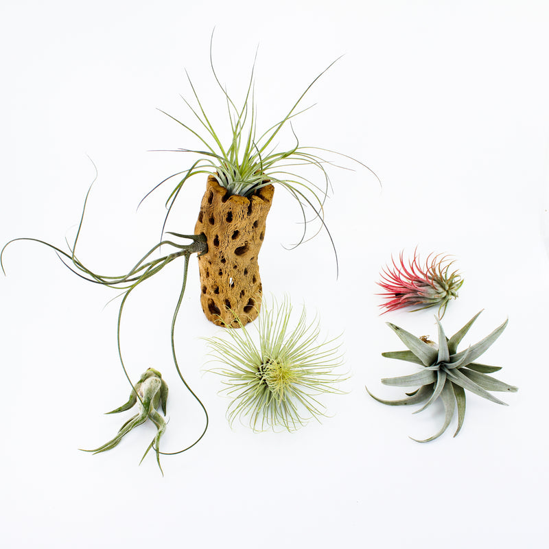 Air Plant Collection - Premium (6 Pack)