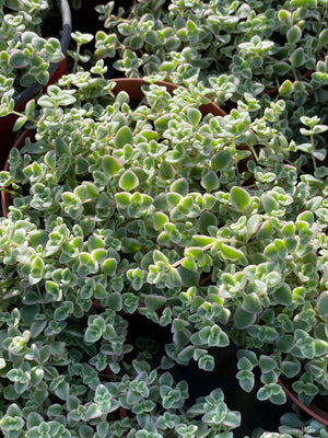 Sedum Little Missy