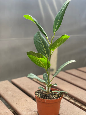 Ficus Audrey