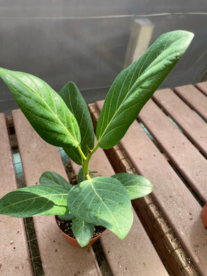 Ficus Audrey