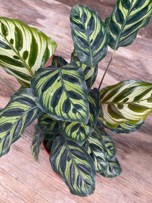 Calathea Makoyana