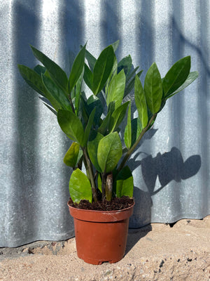 ZZ Plant Zamioculcus Zamiifolia