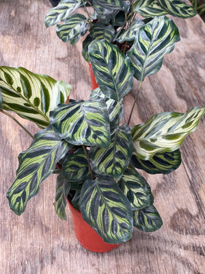 Calathea Makoyana