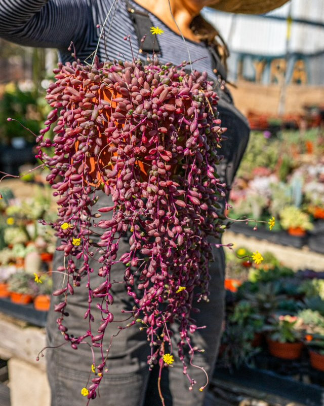 Buy Ruby Necklace, String of Rubies, Little Pickles, Othonna Capensis,  Purple Pink Succulent, Trailing Succulent, Hanging Plant in 2'', 4'', 6''  Online in India - Etsy